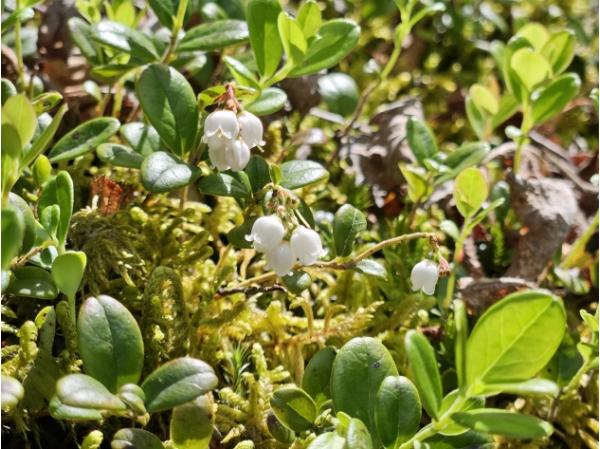 산림청, 희귀식물 자생지 등 5천여 ha, 산림유전자원보호구역으로 보호한다 기사 이미지